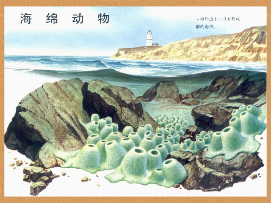 多孔动物门研究phylumPorifera_第2页
