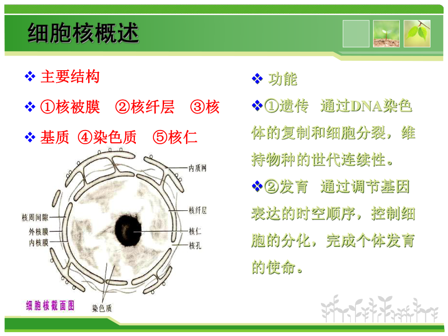 專業(yè)課細胞核與染色體_第5頁