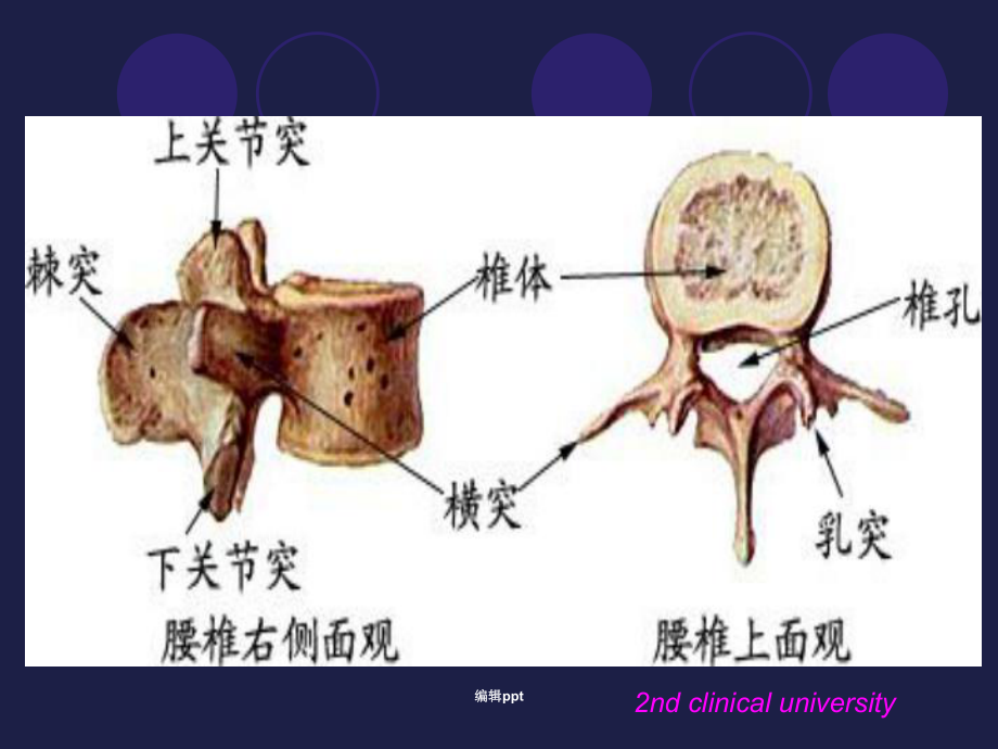 腰椎影像解剖学_第3页