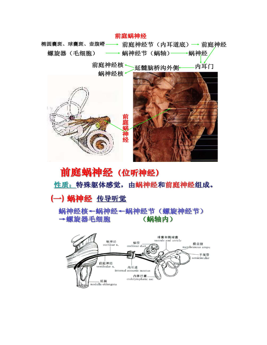 【圖文】感覺器官--前庭蝸器_第3頁