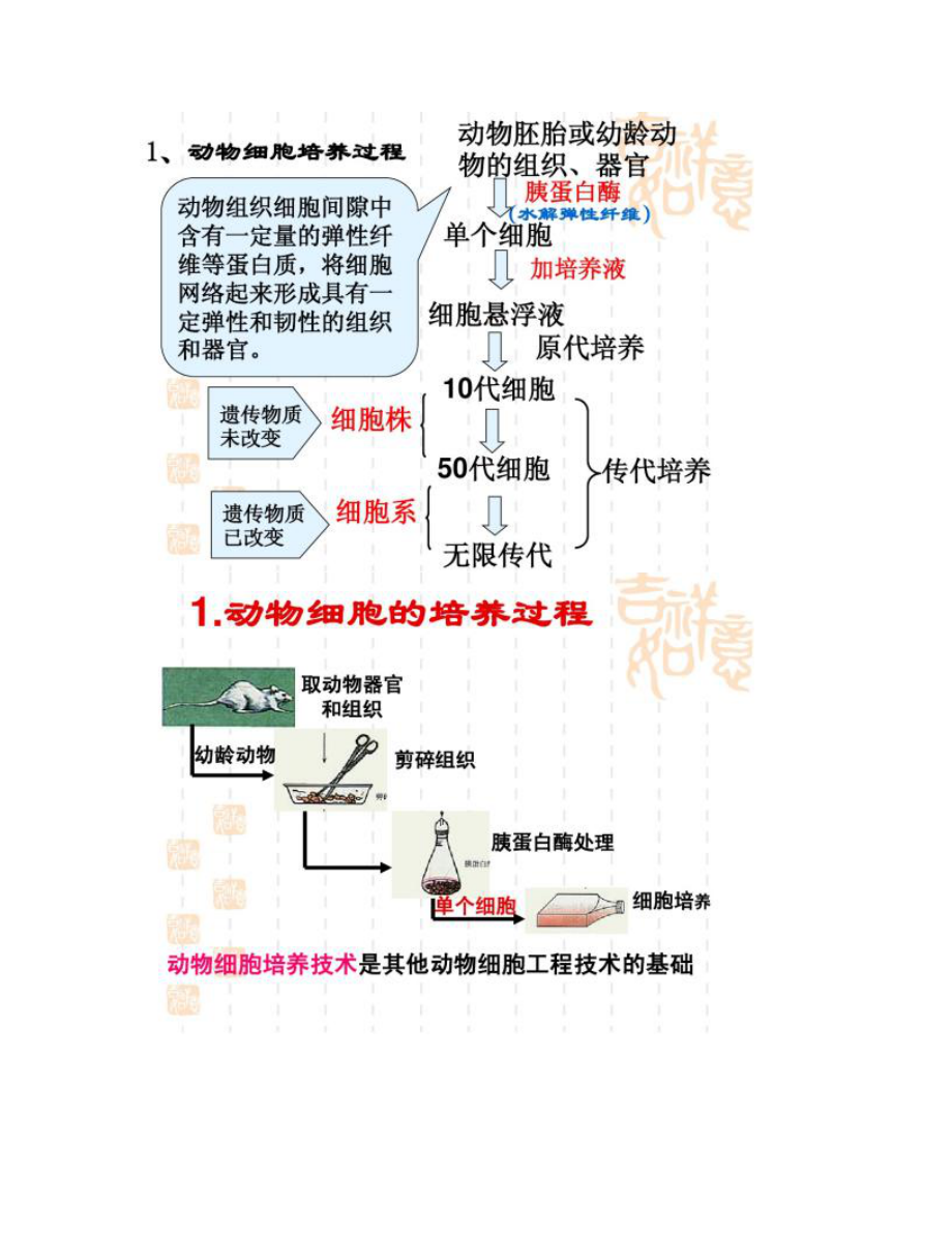 【圖文】動(dòng)物細(xì)胞培養(yǎng)和核移植技術(shù)_第3頁