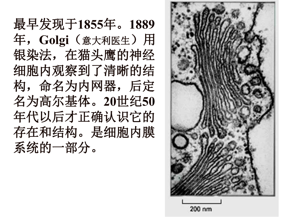 第7章高爾基復(fù)合體(GolgiComplexorApparatus)和細胞分泌2012細胞生物學課件(韓貽仁版)_第2頁