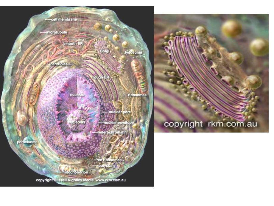 第7章高爾基復(fù)合體(GolgiComplexorApparatus)和細胞分泌2012細胞生物學課件(韓貽仁版)_第5頁