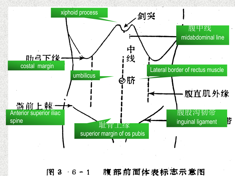 《腹部体检》PPT课件_第5页