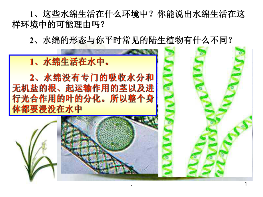 藻類(lèi)植物蕨類(lèi)植物苔蘚植物的區(qū)別包括種子植物_第1頁(yè)