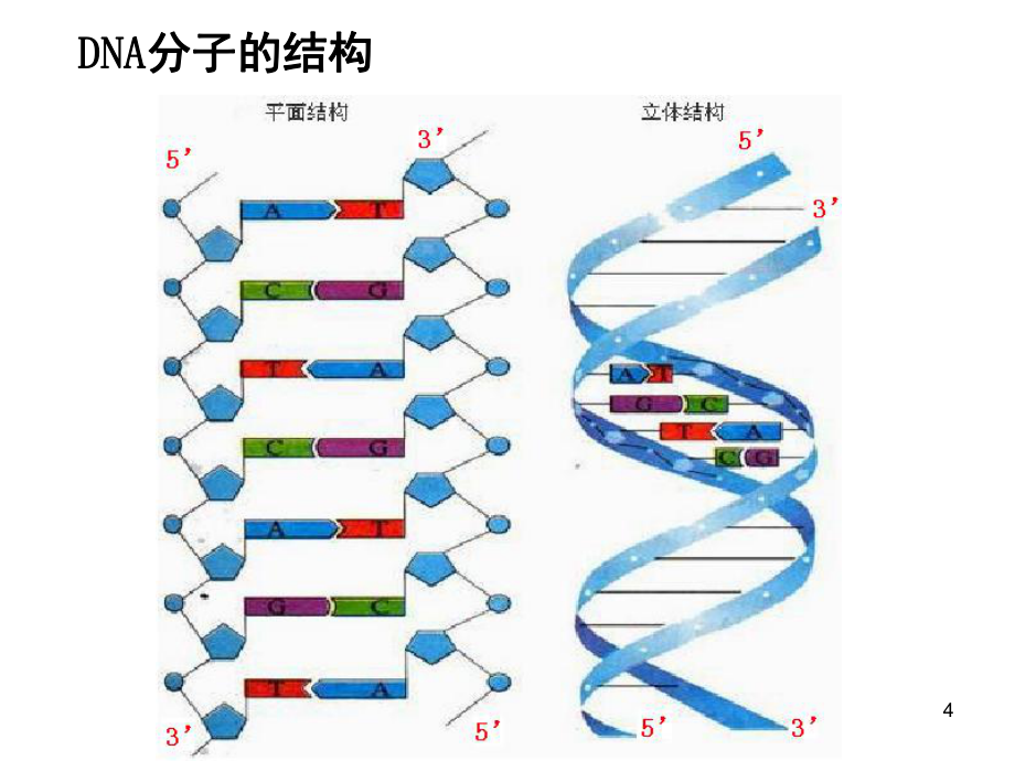 PCR扩增和电泳检测-文档资料_第4页