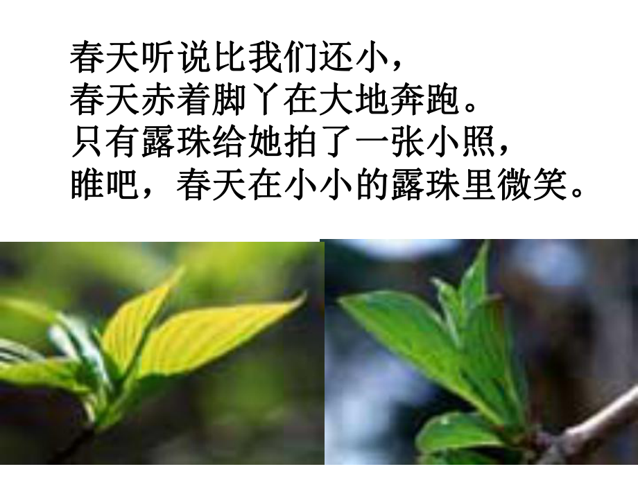 真想变成大大的荷叶_第3页