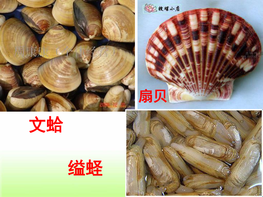 人教版最新《軟體動(dòng)物和節(jié)肢動(dòng)物》(好)_第3頁