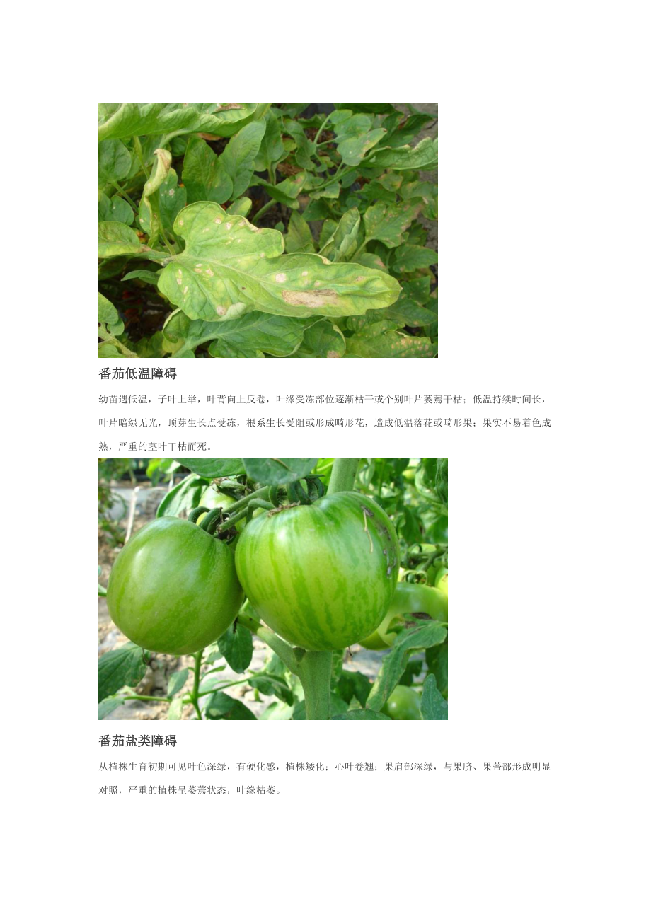 番茄15种生理性病害_第4页
