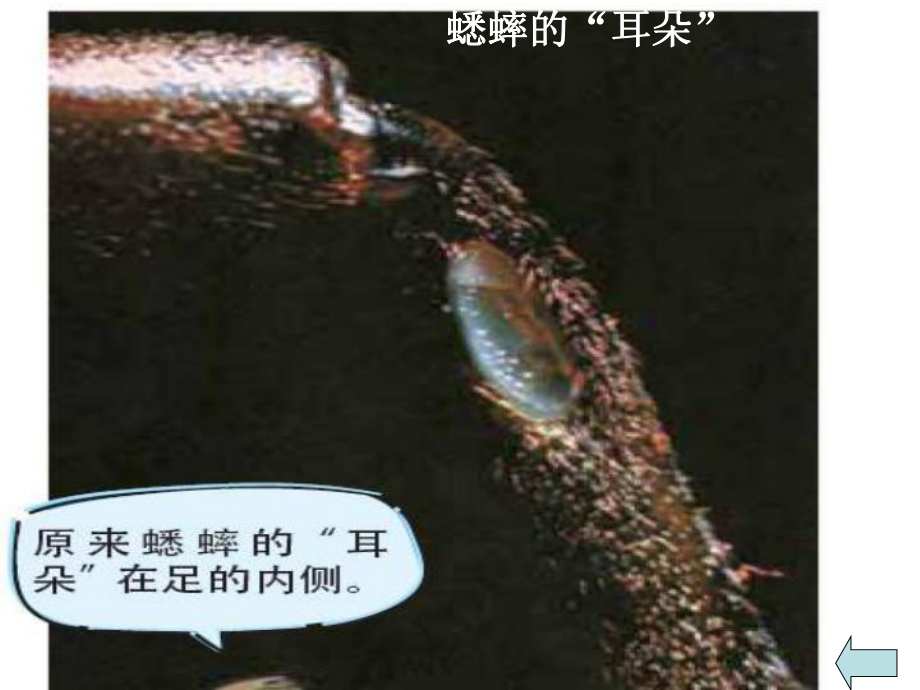 放大镜下的昆虫世界 (6)_第5页