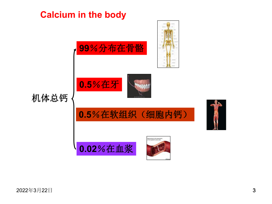 鈣離子鈣離子的生理作用_第3頁