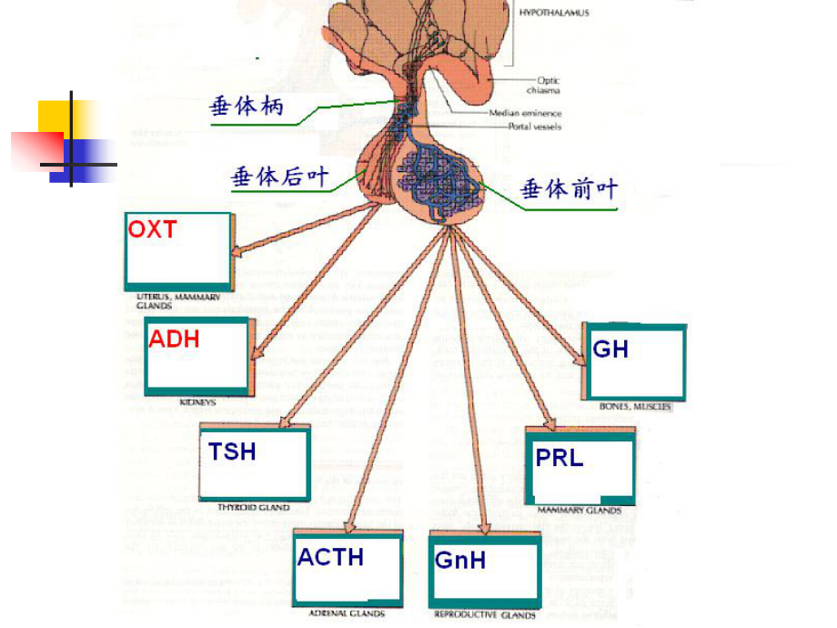 腺垂体功能减退症_第5页