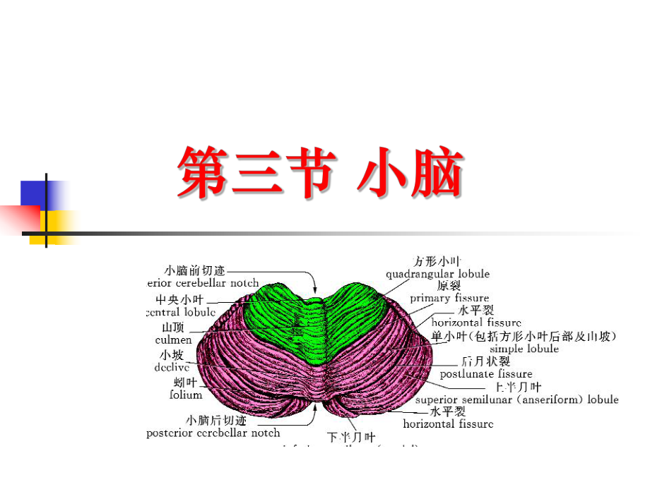 小脑,间脑,三脑室_第1页