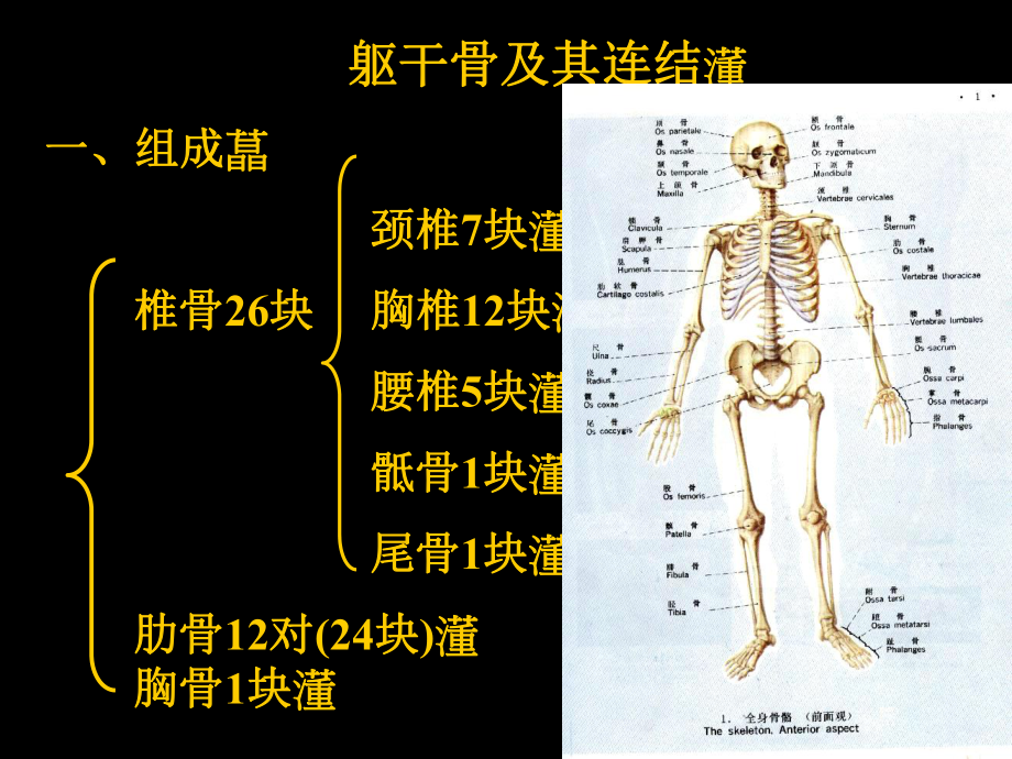 軀干骨及其連結(jié)_第5頁(yè)