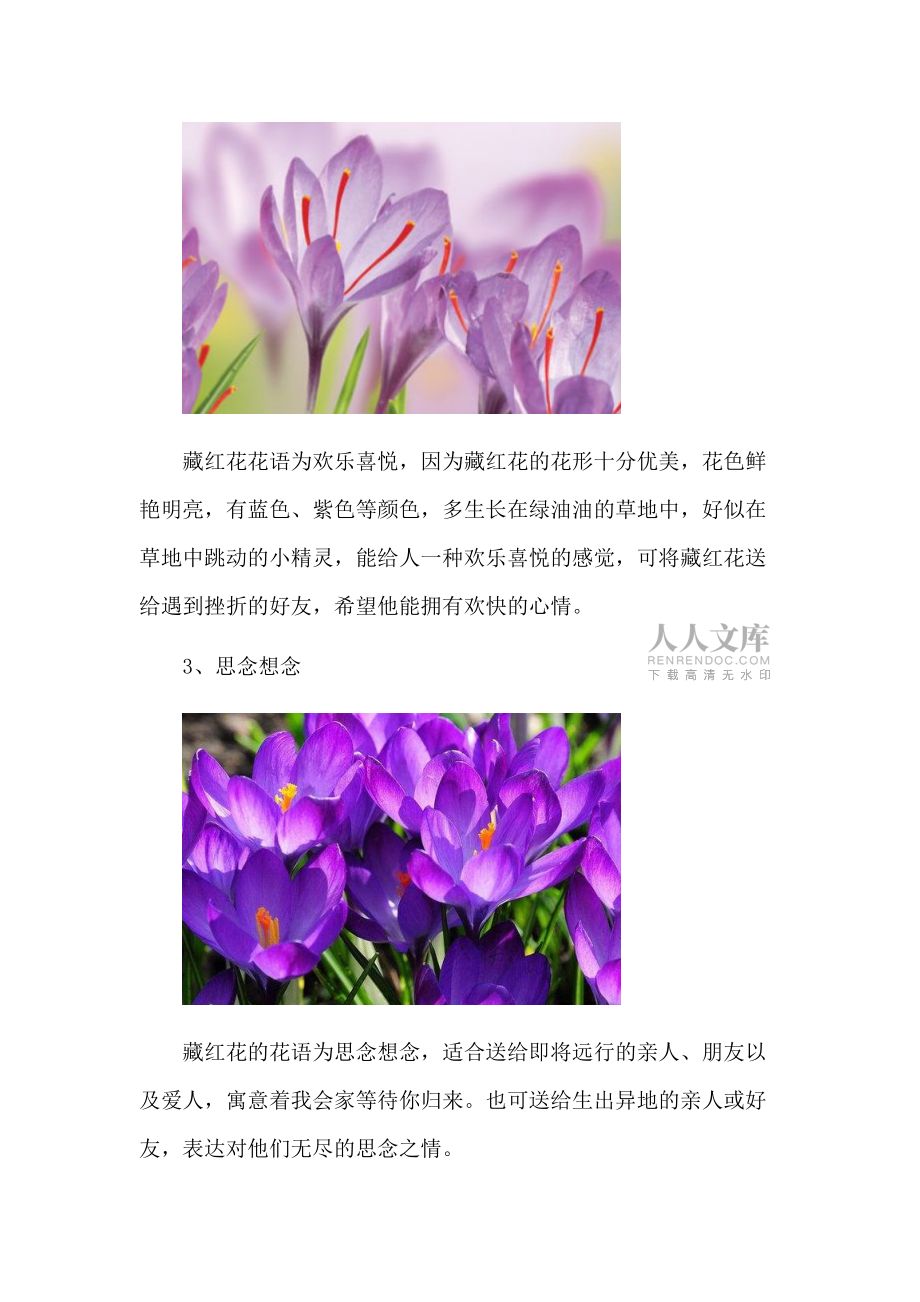 藏红花的花语和象征意义_第2页