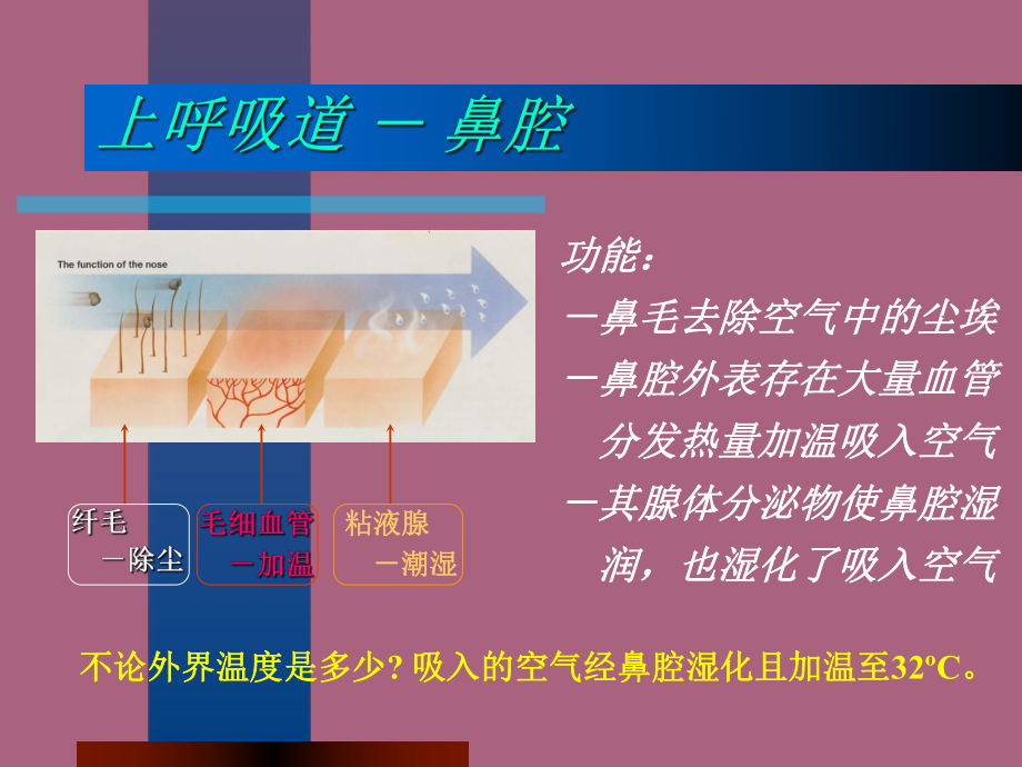 《呼吸生理》ppt课件_第5页