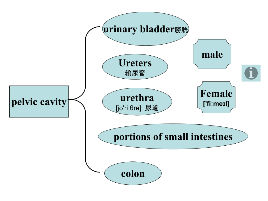 dorsalcavities_第5页