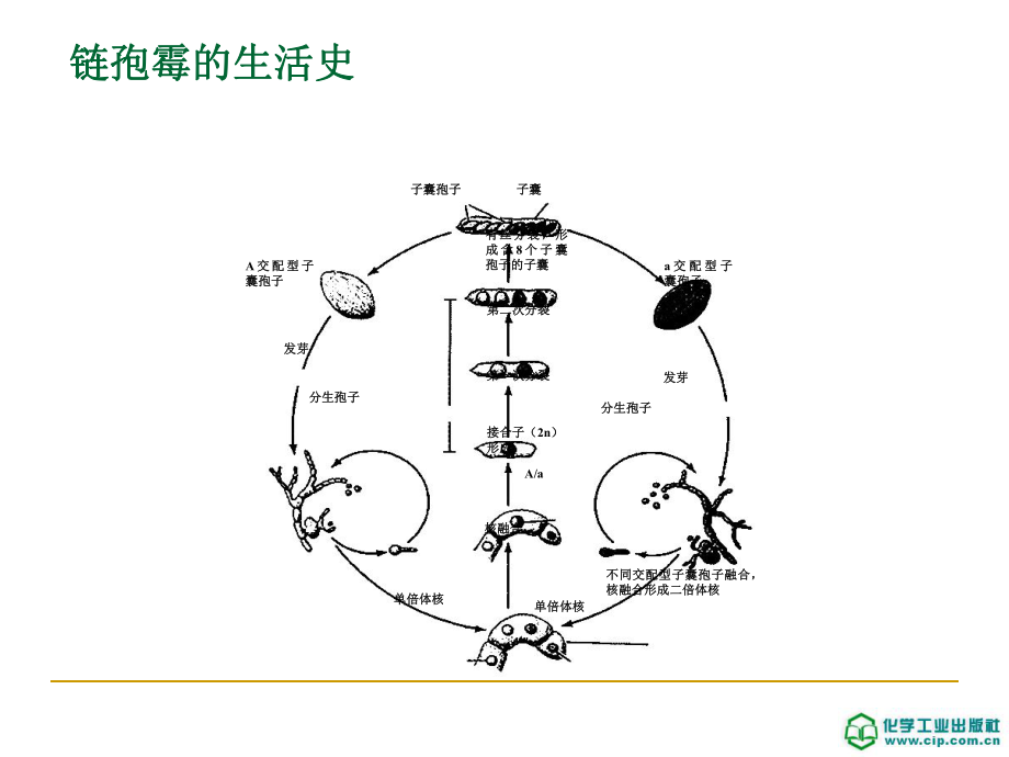 第8章 微生物遺傳_第4頁(yè)