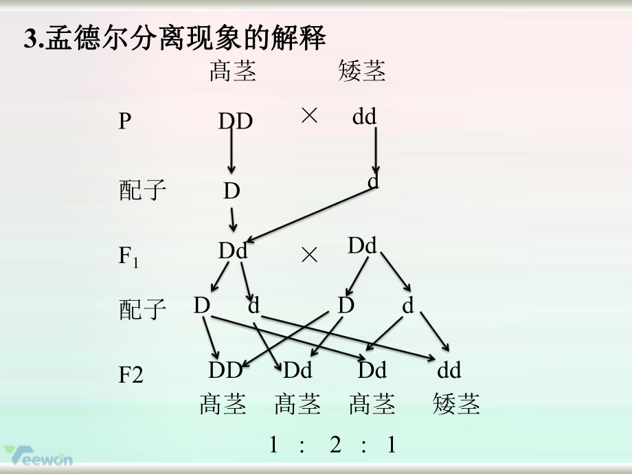 《实验8.1性状分离比的模拟实验》教学课件(1)_第3页