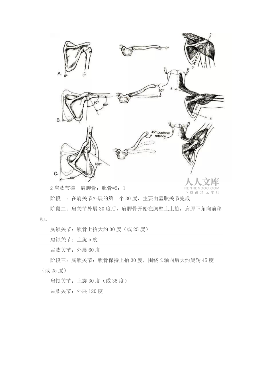 肩关节的运动_第2页
