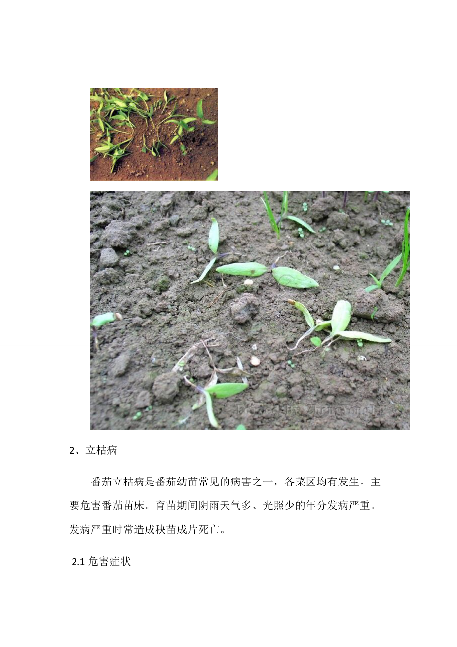 定植到开花期_第3页