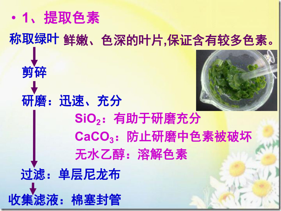 高中生物高三复习能量之源—光与光合作用_第5页