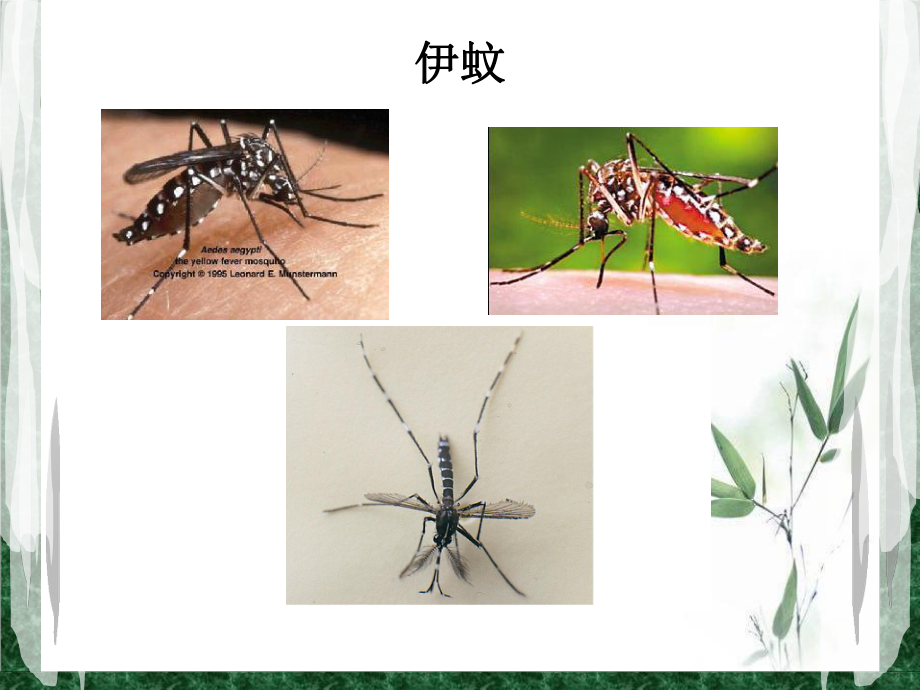 登革热的预防和控制_第5页