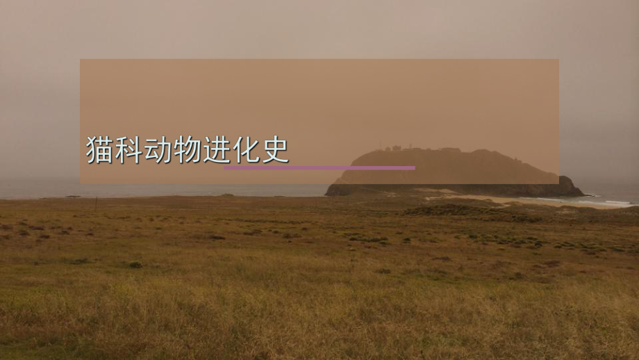 貓科動物起源匯總_第1頁