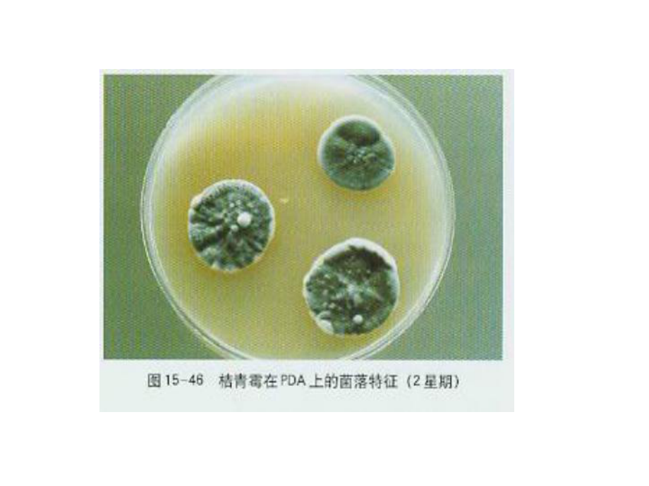 畜牧微生物學(xué)(第一章緒論)_第4頁
