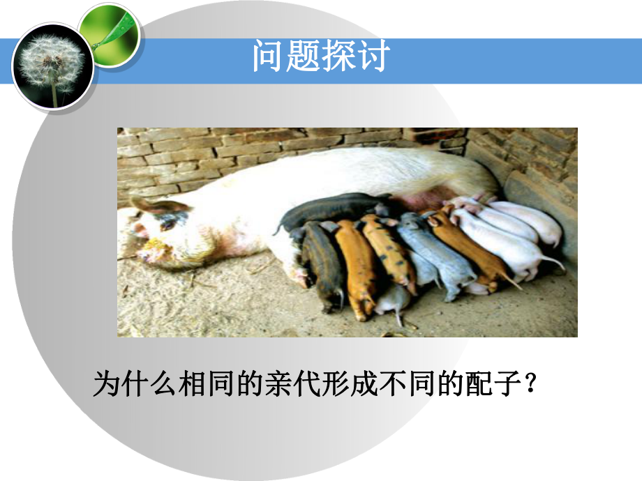 高一受精作用_第4頁