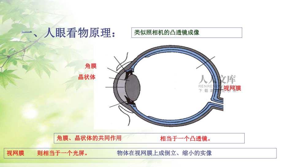 最新初中人教版八年级上册物理课件54眼睛和眼镜ppt+flash课件_第2页