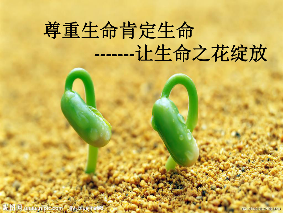 尊重生命肯定生命--让生命之花绽放课件_第1页