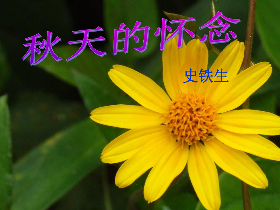 秋天的怀念上课用_第1页