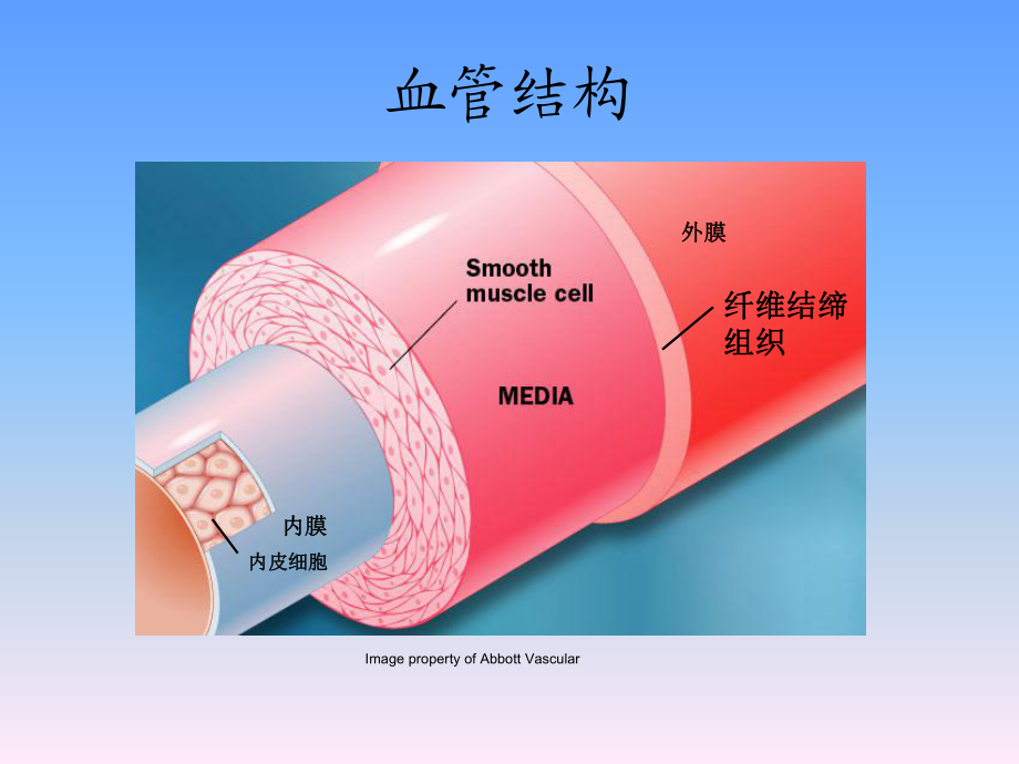 脑血管解剖PPT_第3页